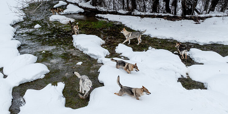 Sivas’ın bozkırında hayatını adadığı kurt köpekleri ve yırtıcı kuşlarıyla yaşıyor