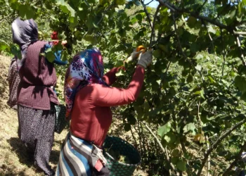 KARADENİZ’İN GÜÇLÜ KADINLARI: GİRESUN VE ORDU’DA İHRACATIN GÖRÜNMEYEN KAHRAMANLARI