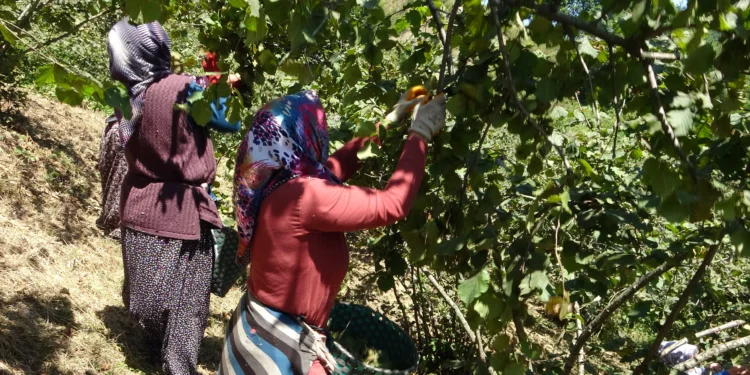 KARADENİZ’İN GÜÇLÜ KADINLARI: GİRESUN VE ORDU’DA İHRACATIN GÖRÜNMEYEN KAHRAMANLARI