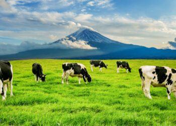 300 YILLIK YAYLA GELENEĞİNE “BOŞ ALAN” KARARI: KARADENİZ’DE TEPKİ BÜYÜYOR