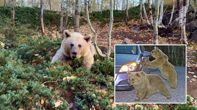 DOĞU KARADENİZ’DE AYI TEHLİKESİ: YERLEŞİM ALANLARINA KADAR İNDİLER, VATANDAŞLARA KRİTİK UYARILAR!