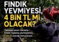 Giresun Haberleri-Fındıkta 4 Bin Liralık Yevmiye Tartışması: Gerçekçi Mi, Abartılı Mı?