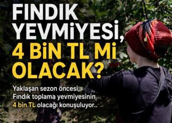 Giresun Haberleri-Fındıkta 4 Bin Liralık Yevmiye Tartışması: Gerçekçi Mi, Abartılı Mı?