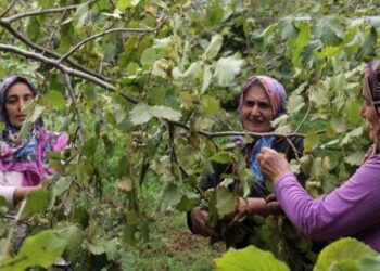 Giresun Haberleri-GİRESUNLU ÜRETİCİ BAHÇEYE GİRMEDEN MÜJDE İSTİYOR: TMO FİYATI SADECE RAKAM DEĞİL, BÖLGENİN EKONOMİK GELECEĞİ